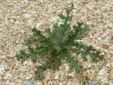 Senecio vernalis