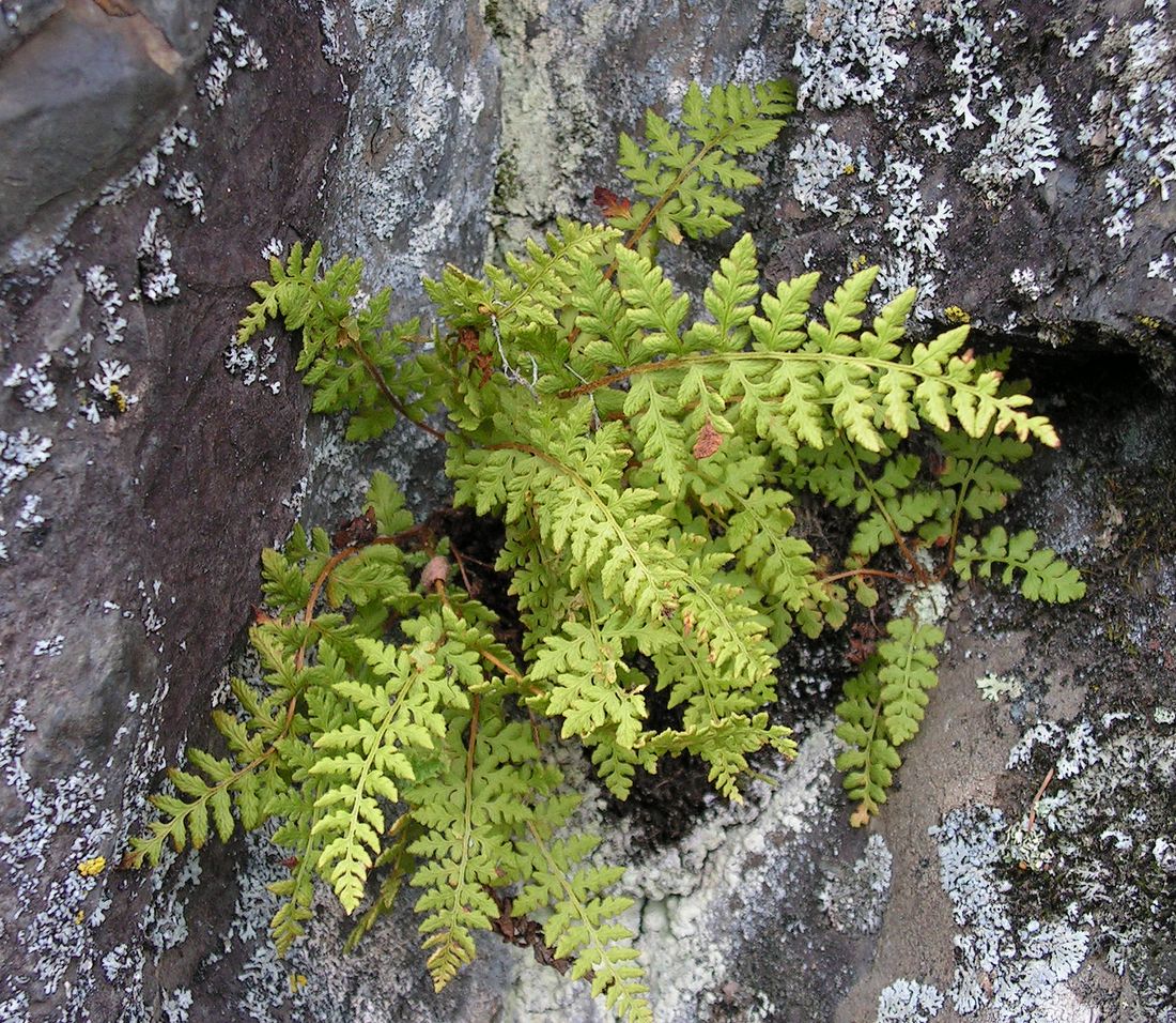 Изображение особи Woodsia ilvensis.