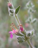 Teucrium divaricatum. Часть соцветия. Israel, Mount Carmel. 07.05.2006.