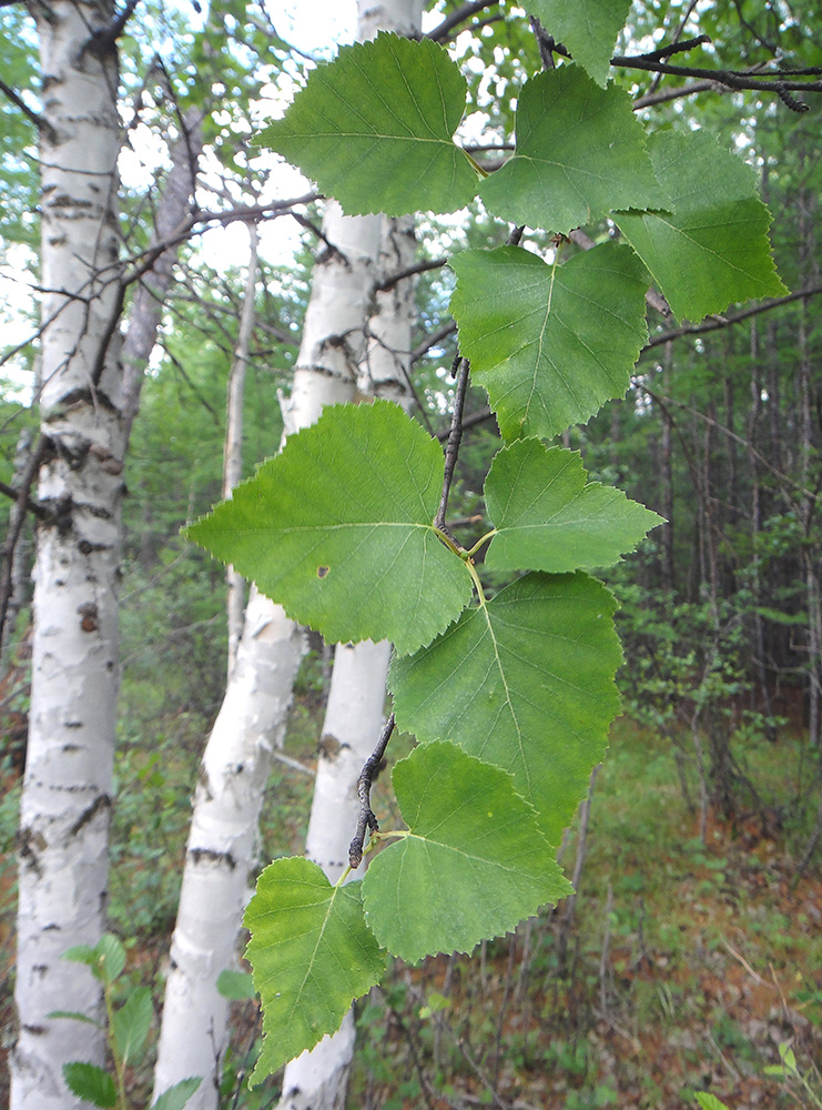 Изображение особи Betula platyphylla.