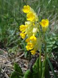 Primula macrocalyx