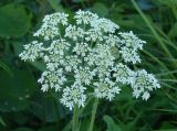 Heracleum dissectum