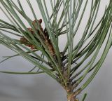 Pinus nigra. Верхушка побега. Германия, г. Кемпен, в парке. 23.02.2014.
