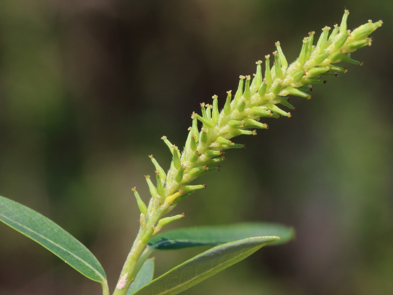 Image of Salix triandra specimen.