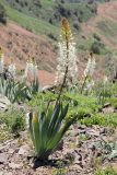 Eremurus lactiflorus