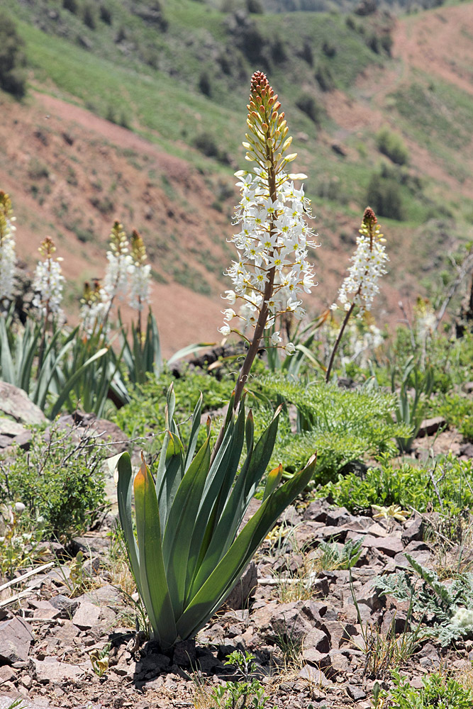 Изображение особи Eremurus lactiflorus.