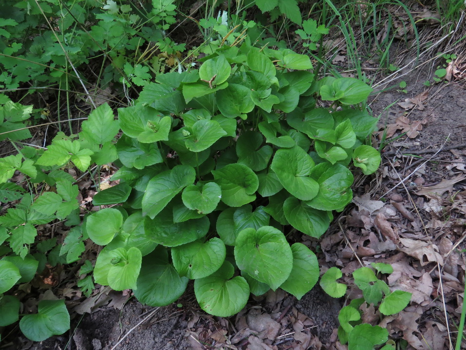 Изображение особи Viola mirabilis.