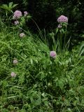 Valeriana amurensis