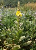 Verbascum phlomoides