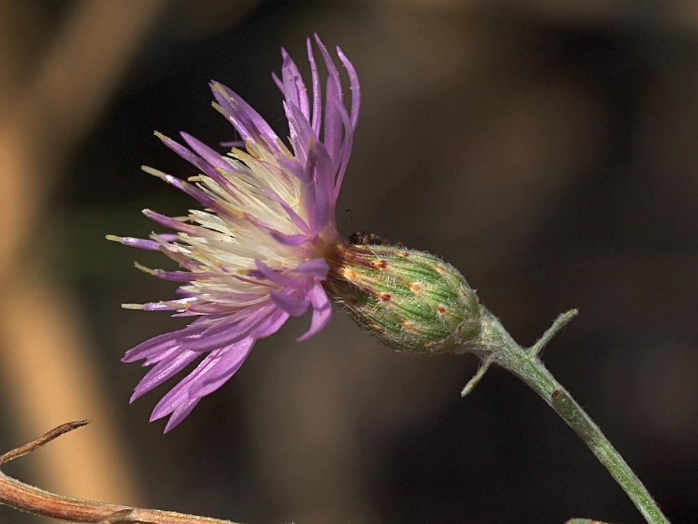 Изображение особи Centaurea odessana.