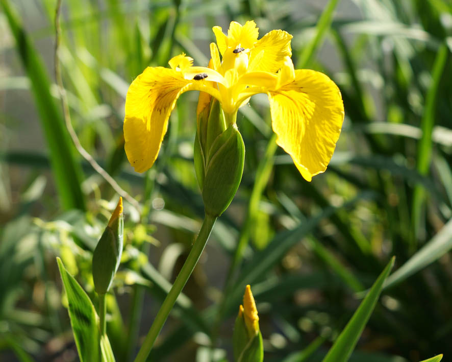 Изображение особи Iris pseudacorus.