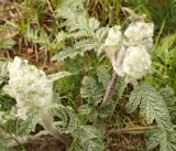 Phlomoides speciosa