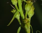 Linaria vulgaris