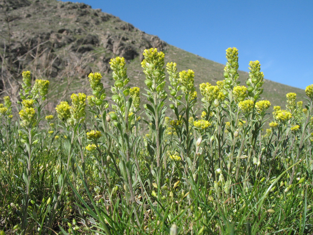 Изображение особи Alyssum turkestanicum var. desertorum.