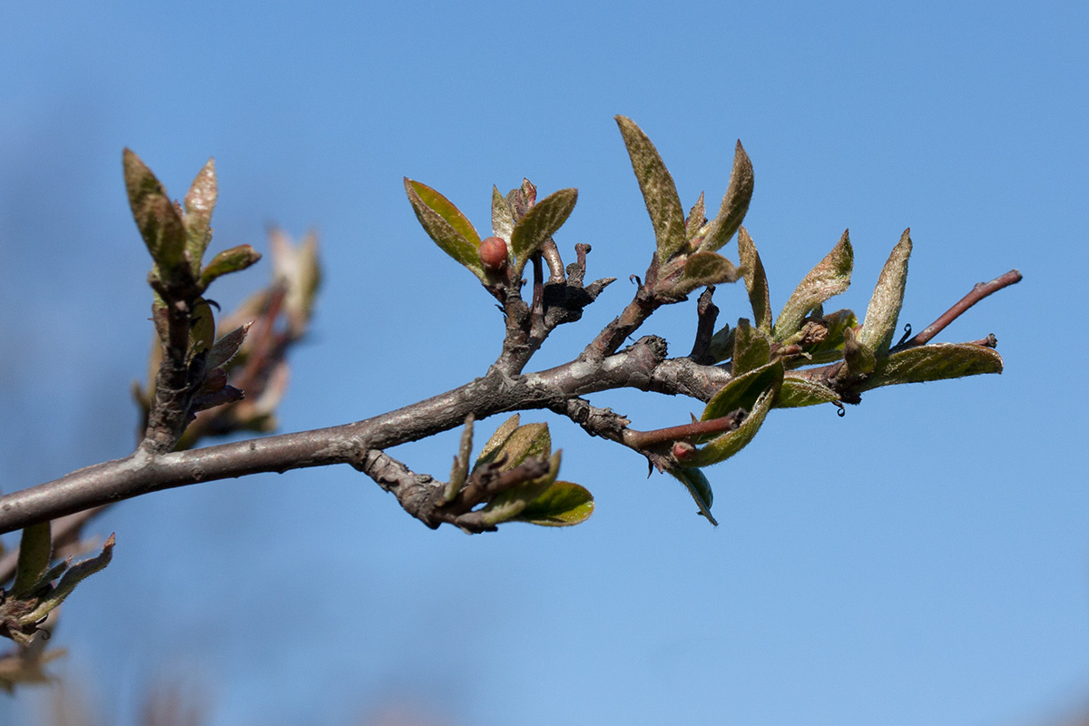 Изображение особи Cotoneaster lucidus.