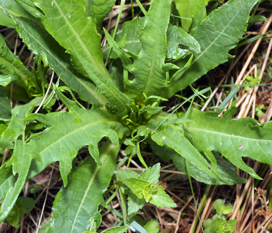 Изображение особи Cirsium heterophyllum.