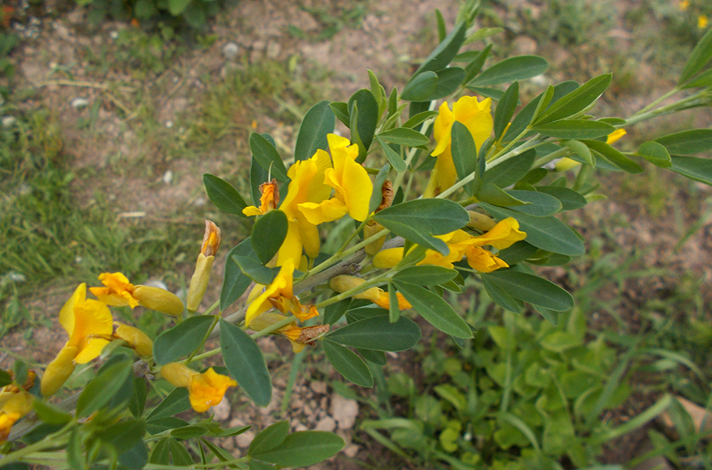 Изображение особи Chamaecytisus ruthenicus.