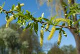 Salix × fragilis