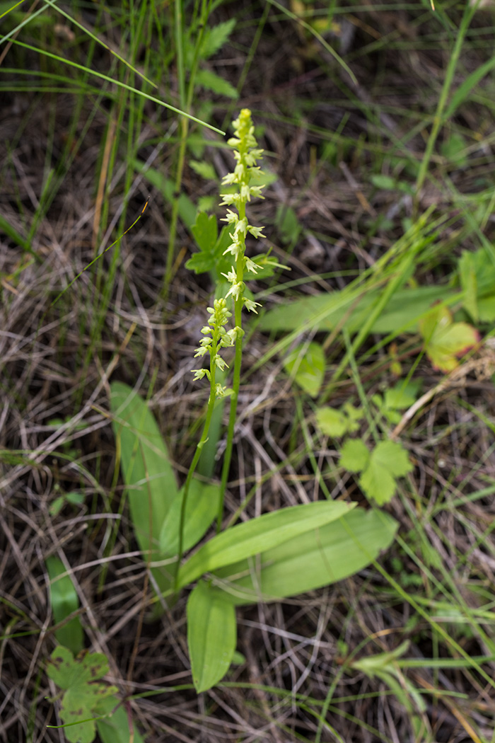 Изображение особи Herminium monorchis.