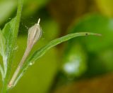 Oenothera rosea. Зреющий плод в пазухе листа. Израиль, Шарон, г. Тель-Авив, ботанический сад тропических растений, берег ручейка. 06.06.2016.