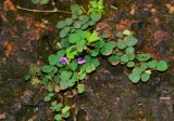 Desmodium triflorum. Цветущее растение. Таиланд, о-в Пхукет, ботанический сад, под деревьями у пруда, сорное. 16.01.2017.