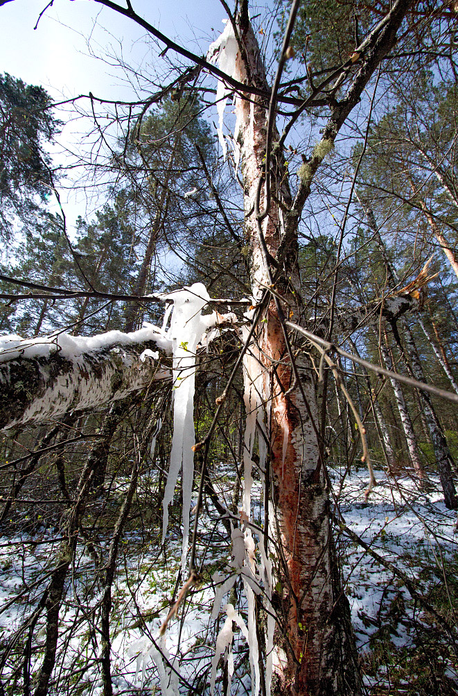 Изображение особи Betula pubescens.