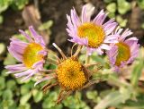 Erigeron speciosus. Соцветия. Украина, г. Кривой Рог, Ботанический сад НАН Украины. 05.01.2018.