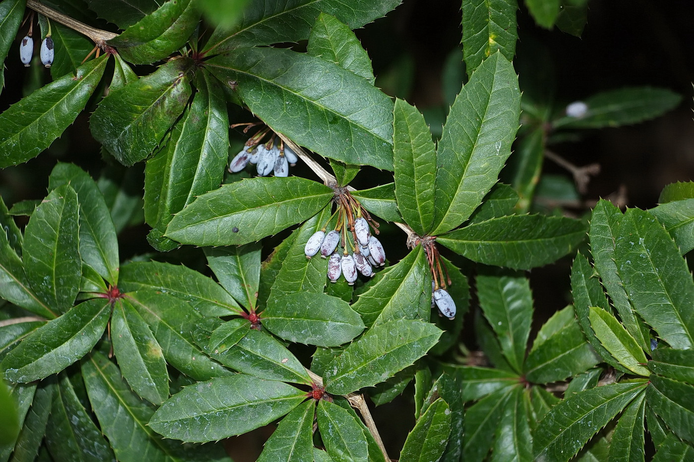 Изображение особи Berberis julianae.