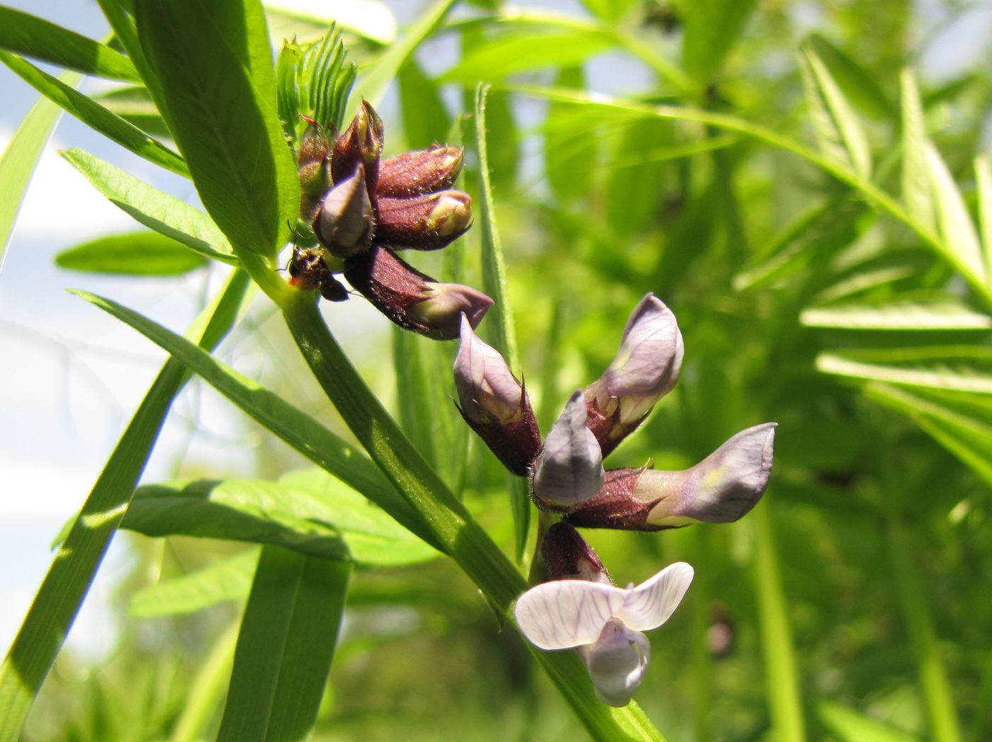 Image of Vicia sepium specimen.