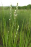 Glyceria notata