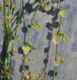 Rumex hastifolius. Фрагмент стебля с плодами. Грузия, Казбегский муниципалитет, окраина с. Степанцминда, зап. склон горы Куро, ≈ 1850 м н.у.м, горный луг. 31.07.2018.