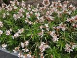 Nerium oleander. Цветущее растение. Кипр, г. Айа-Напа, частная территория. 02.10.2018.