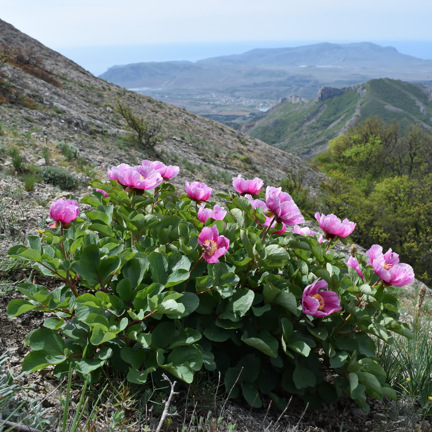 Изображение особи Paeonia daurica.