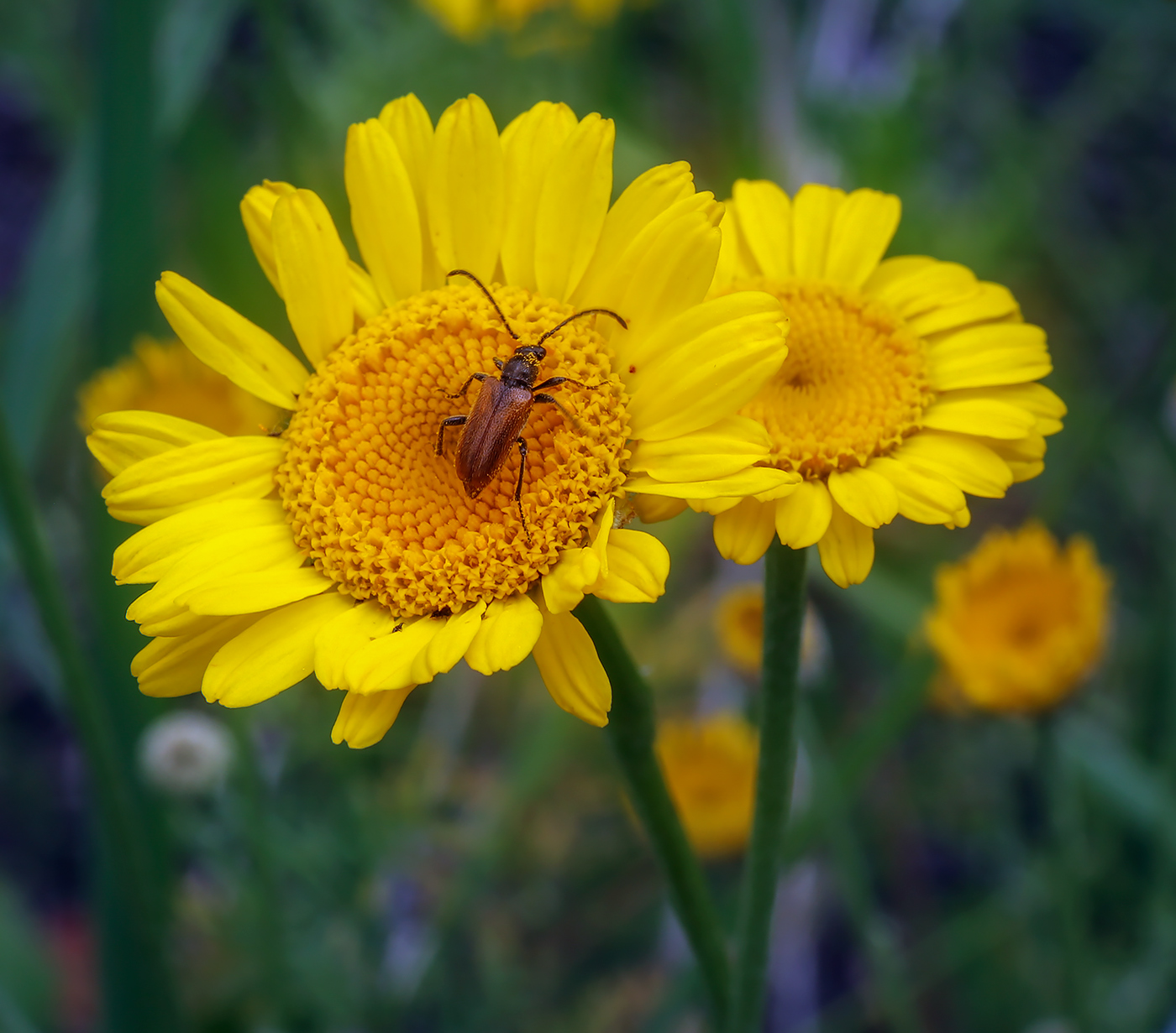 Изображение особи Anthemis tinctoria.