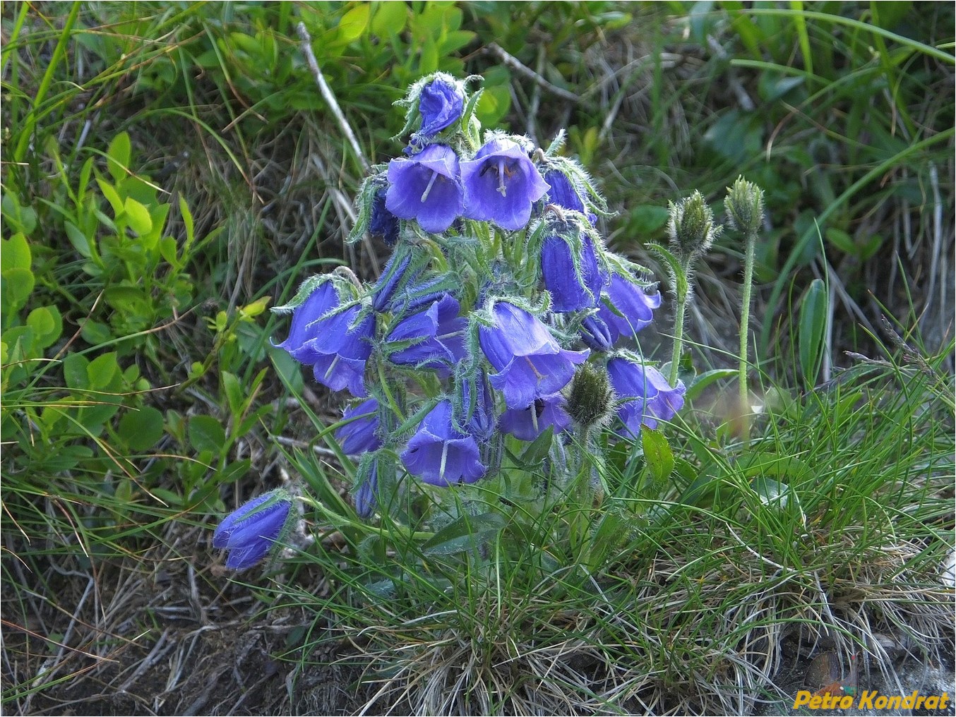 Изображение особи Campanula alpina.