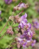 Geranium × cantabrigiense. Соцветие. Санкт-Петербург, Ботанический сад БИН РАН. 05.06.2019.