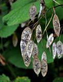 Lunaria rediviva. Соплодие. Московская обл., Сергиево-Посадский р-н, окр. источника Гремячий ключ, опушка смешанного леса. 31.08.2019.