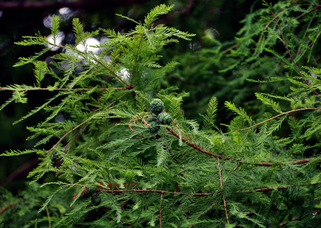 Изображение особи Taxodium distichum.