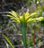 Tragopogon dubius