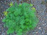 Lomatium grayi. Цветущее растение. Великобритания, Шотландия, Эдинбург, Royal Botanic Garden Edinburgh, в культуре. 4 апреля 2008 г.