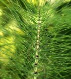 Equisetum telmateia. Верхушка вегетирующего растения. Краснодарский край, МО г. Анапа, окр. с. Сукко, долина р. Сукко. 10.06.2019.