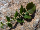 Centaurea подвид mixta