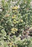Argusia sibirica. Плодоносящее растение. Казахстан, г. Актау, на песке на берегу моря. 21 июня 2021 г.