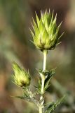 Cousinia minkwitziae. Верхушка побега с нераскрывшимися соцветиями. Южный Казахстан, предгорья Боролдайтау. 20.05.2010.
