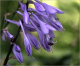 Hosta albomarginata