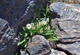 Erigeron eriocalyx