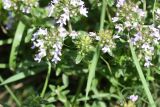 Thymus collinus