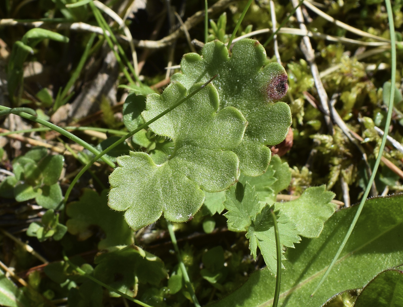 Изображение особи Saxifraga granulata.