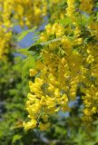 Laburnum anagyroides. Соцветия и листья. Краснодарский край, Черноморское побережье Кавказа, г. Новороссийск, в культуре. 4 мая 2023 г.