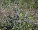 Lathyrus pisiformis